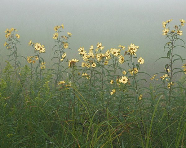 Flowers In The Mist