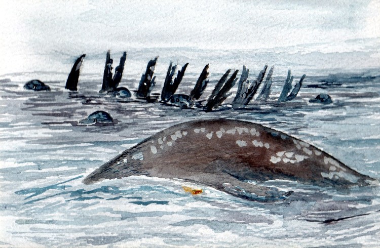 Sea Lion rafting