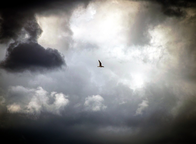 cloud CONTRAST BIRD