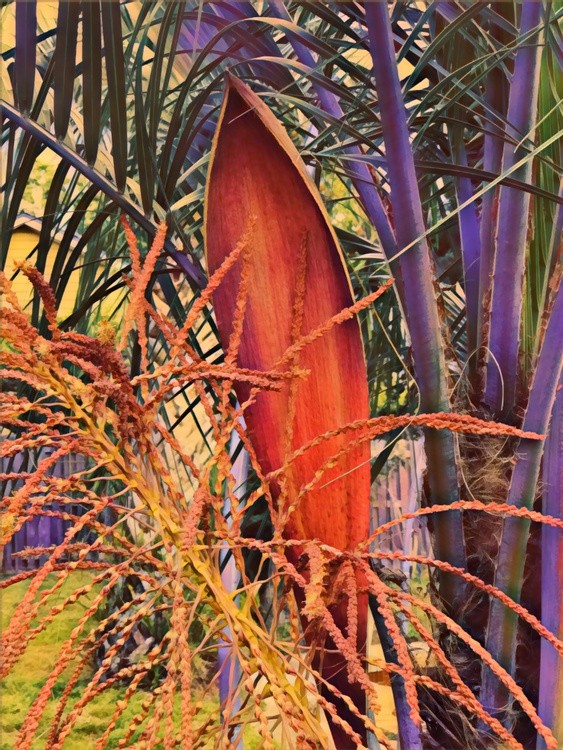 PalmSeed