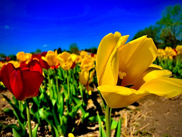 Yellow and Red Tulips