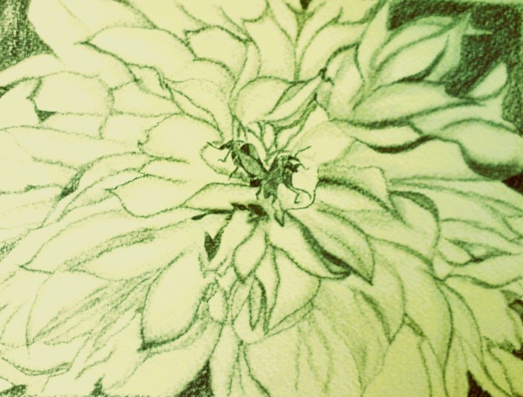 Pollen Mead alt