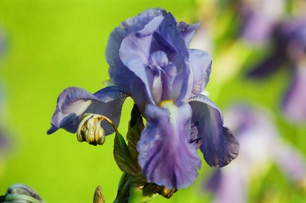 Iris