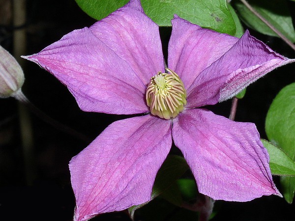Purple Clematis