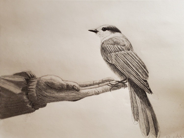 Greyjay