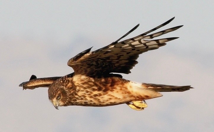 Northern Harrier 