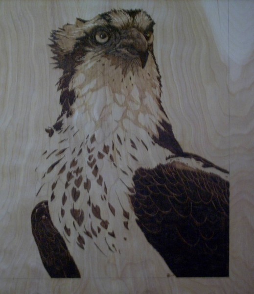unfinished osprey