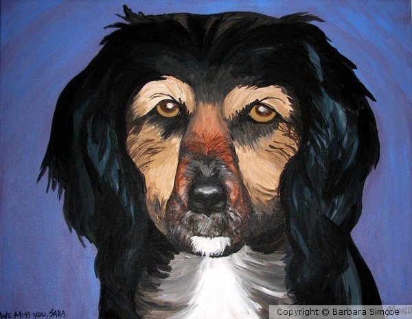 Sara, the American Water Spaniel