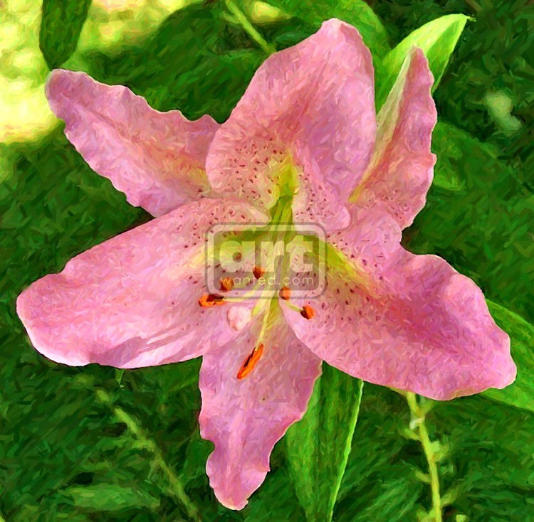 Pink Lily