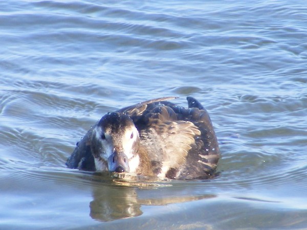 Duckling