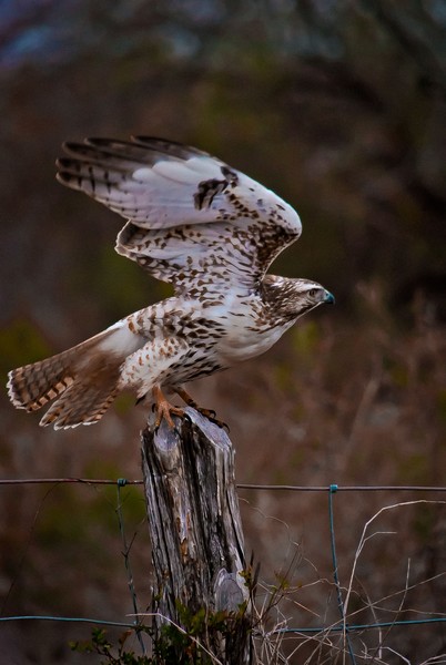Bird of Prey