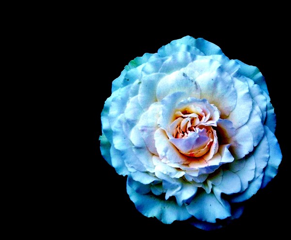Blue Rose