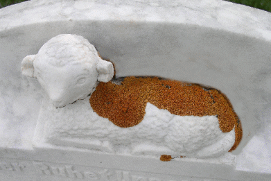 Alive in the Cemetery