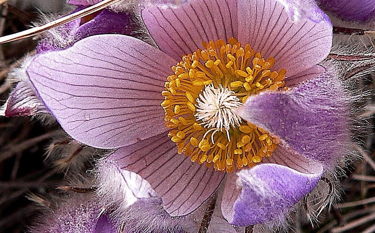 Crocus Hunt