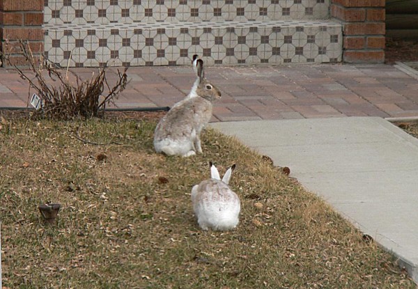 Urban Rabbits