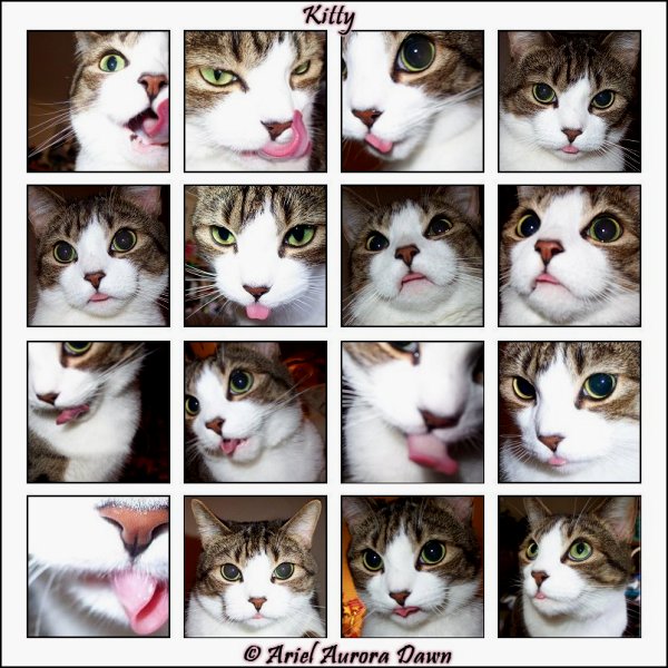 Kitty Tongue Montage 2