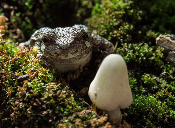 Grey Tree Frog