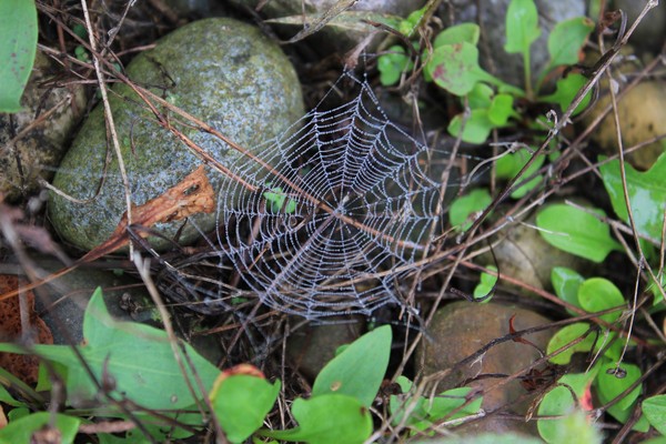 Spider Web