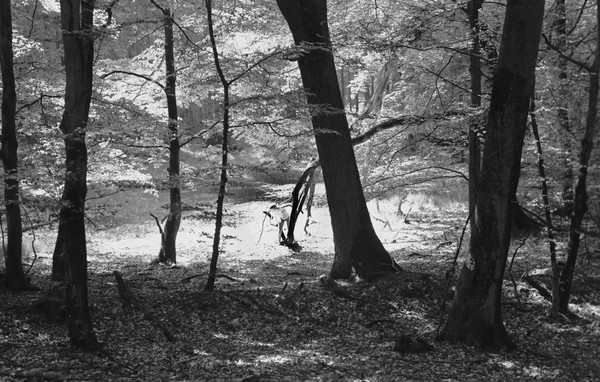 What you can find in the forrest