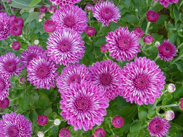 Purple Pleasers