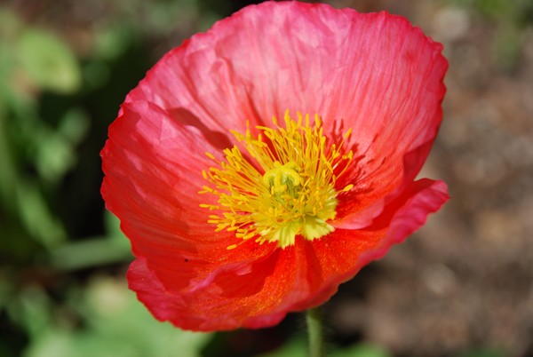 Red Flower_Macro 34