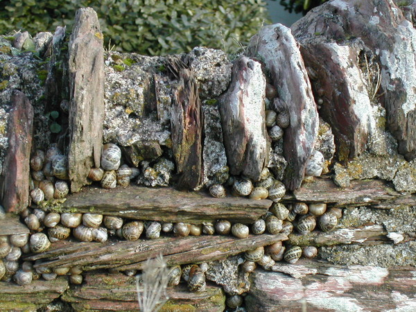 The Snail Colony
