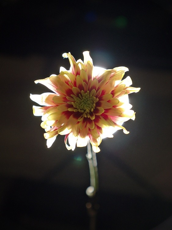 Backlight