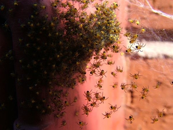 Spiderlings.