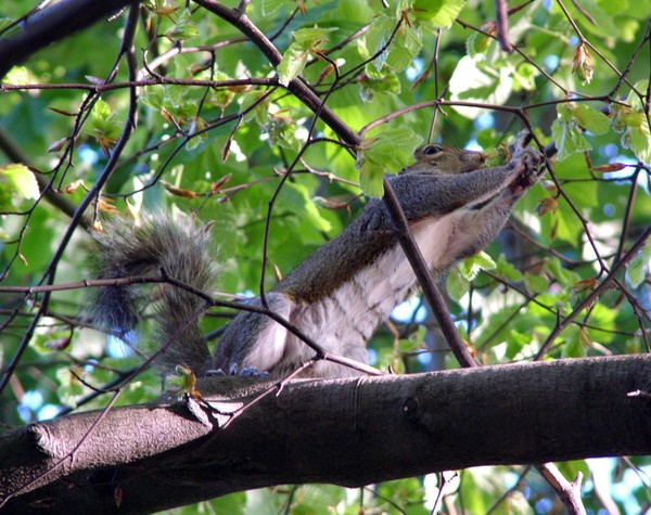 Squirrelled.