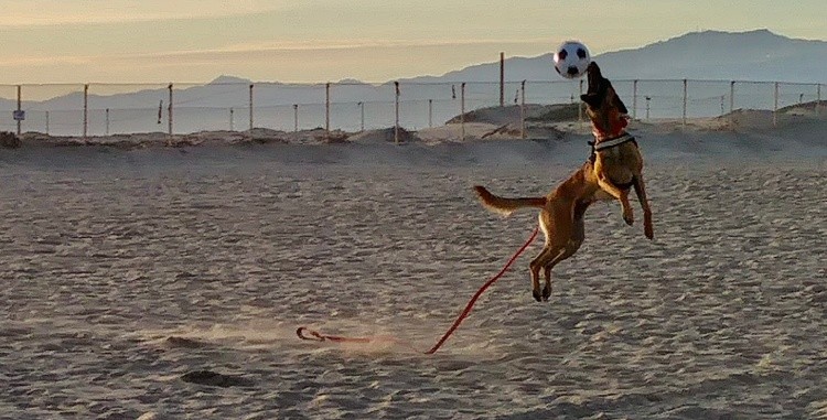 Flying dog