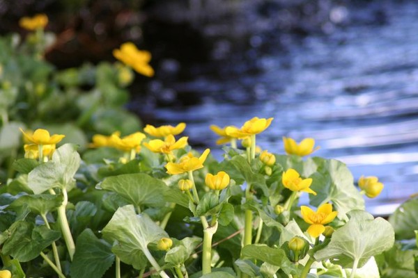 Marsh Marigolds