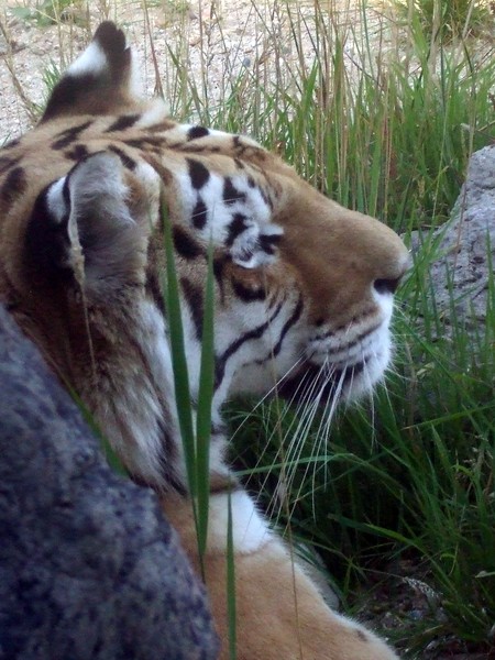 Big Cat