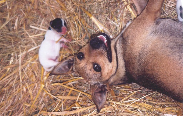 New Life in the Country