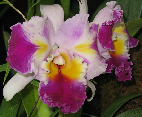 Orchid