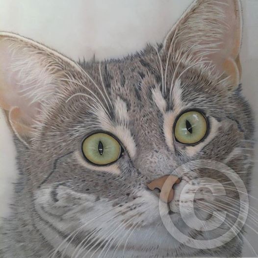 Abbey Colored Pencil Tabby Cat