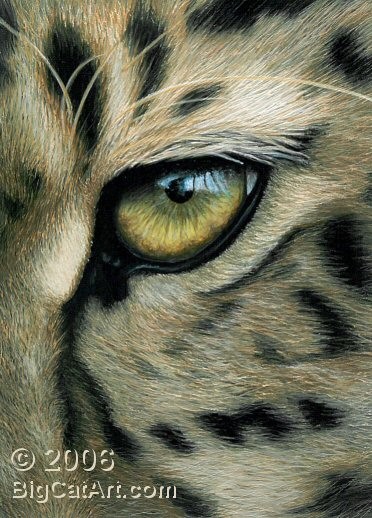 Leopard's Eye