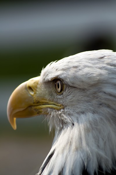 Eagle