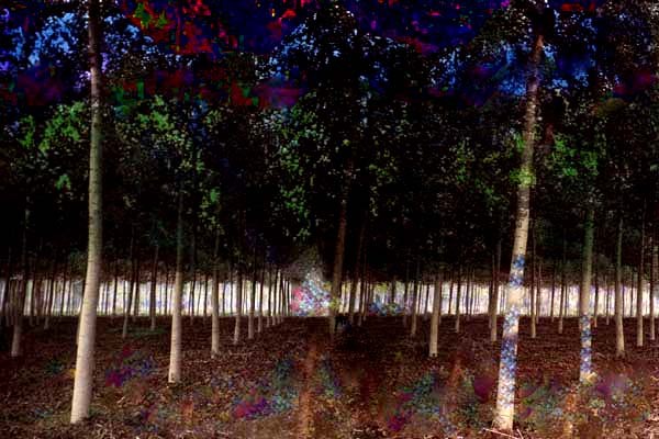 trees with some color