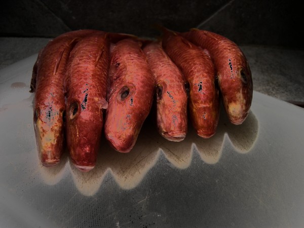 Red Fish