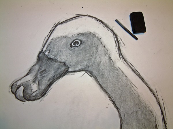 Quick Goose Head Sketch