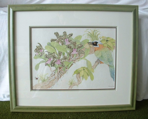 Cattleya aclandiae and Blue crowned Motmot