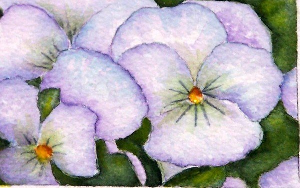 Pansies