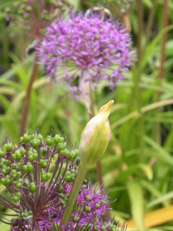 Flower bud