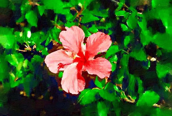 The Tropical Flower
