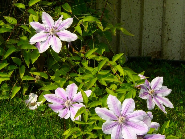 Summer Light