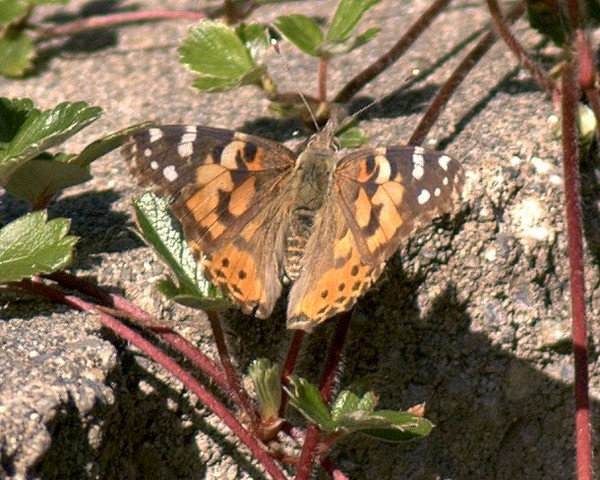 Flutter By