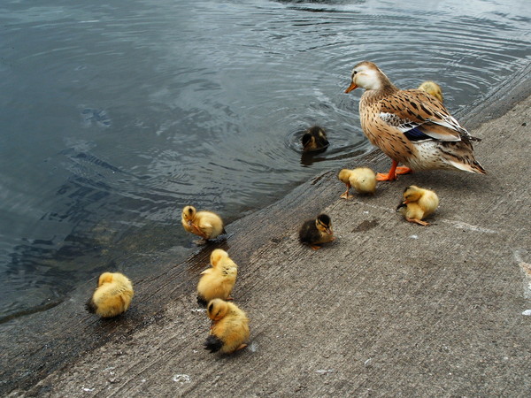 proud mum