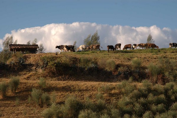 cows