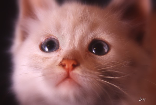 Kucing