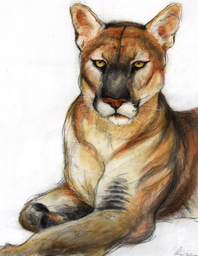Florida Panther